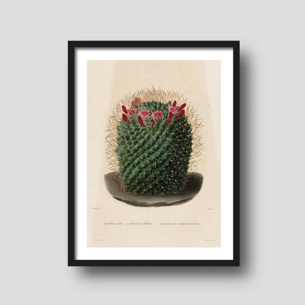 Free printable art of a colorful cactus illustration, displayed on a framed print.